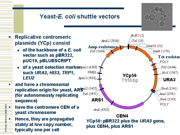 Yeast-E. coli shuttle vectors w Replicative centromeric plasmids (YCp) consist Apa LI (7626) Amp-resistance