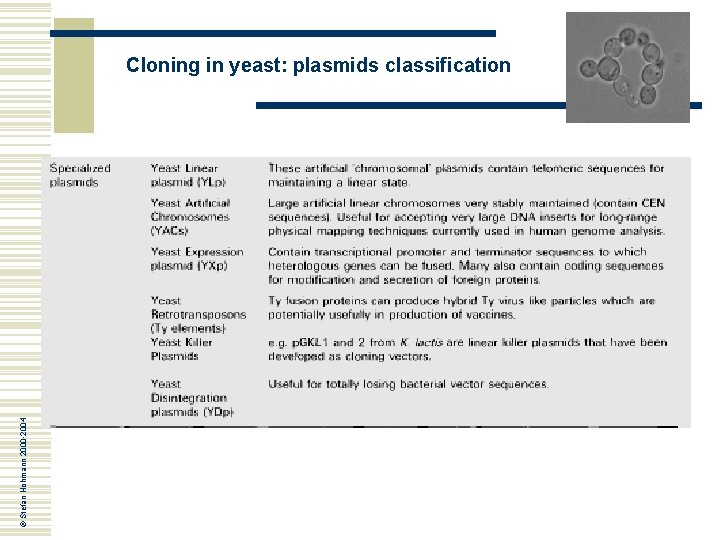 © Stefan Hohmann 2000 -2004 Cloning in yeast: plasmids classification 