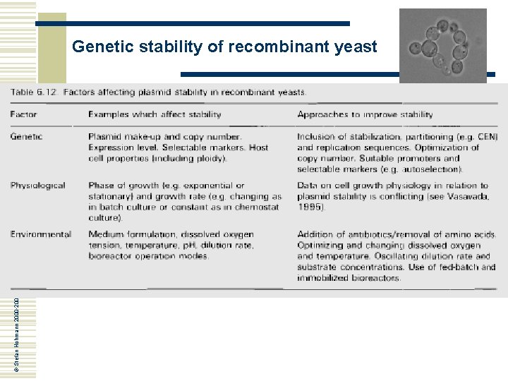 © Stefan Hohmann 2000 -2004 Genetic stability of recombinant yeast 