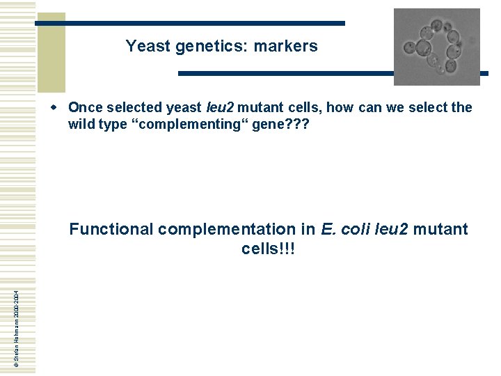 Yeast genetics: markers w Once selected yeast leu 2 mutant cells, how can we