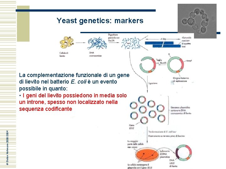 Yeast genetics: markers © Stefan Hohmann 2000 -2004 La complementazione funzionale di un gene