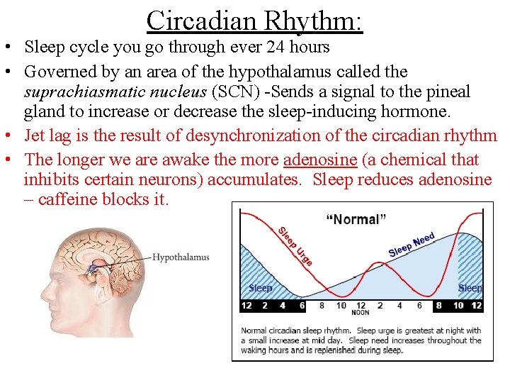Circadian Rhythm: • Sleep cycle you go through ever 24 hours • Governed by