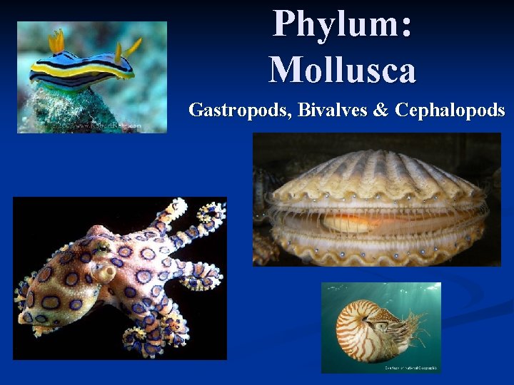 Phylum: Mollusca Gastropods, Bivalves & Cephalopods 