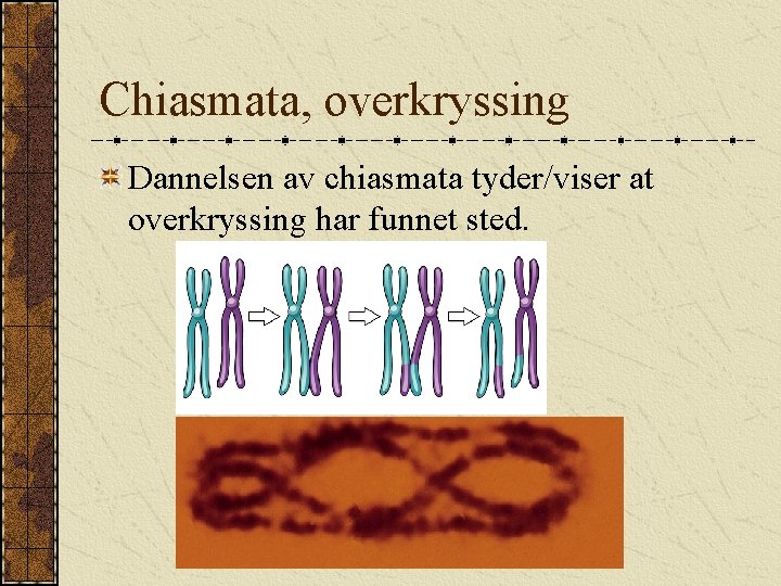 Chiasmata, overkryssing Dannelsen av chiasmata tyder/viser at overkryssing har funnet sted. 