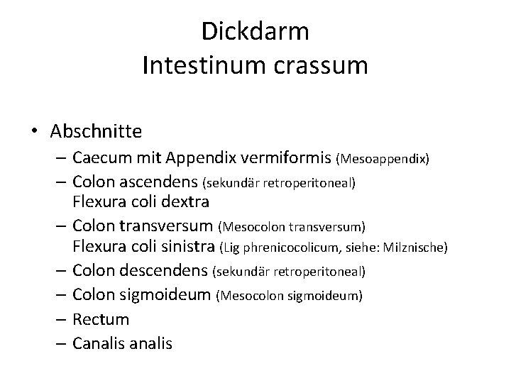 Dickdarm Intestinum crassum • Abschnitte – Caecum mit Appendix vermiformis (Mesoappendix) – Colon ascendens