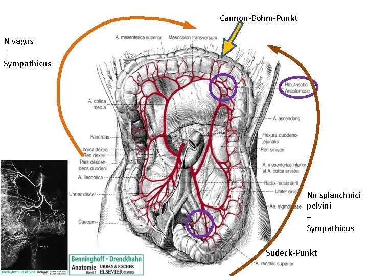 Cannon-Böhm-Punkt N vagus + Sympathicus Nn splanchnici pelvini + Sympathicus Sudeck-Punkt 