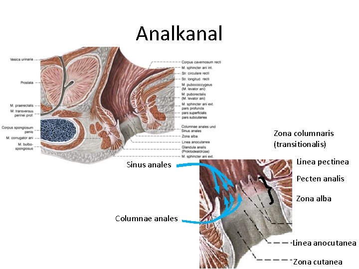 Analkanal Zona columnaris (transitionalis) Sinus anales } Linea pectinea Pecten analis Zona alba Columnae