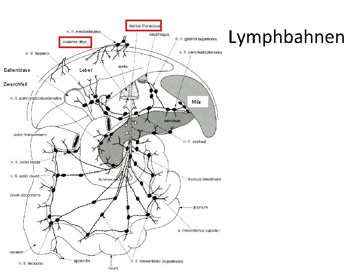 Lymphbahnen Gallenblase Leber Zwerchfell Milz 