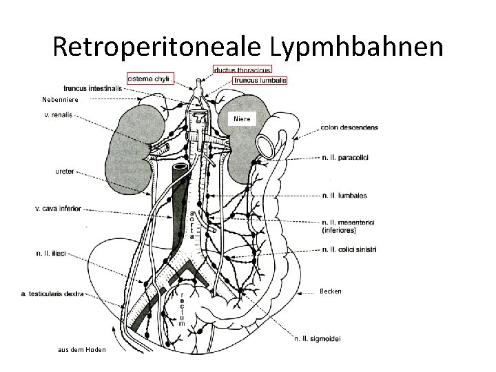 Retroperitoneale Lypmhbahnen Nebenniere Niere Becken aus dem Hoden 