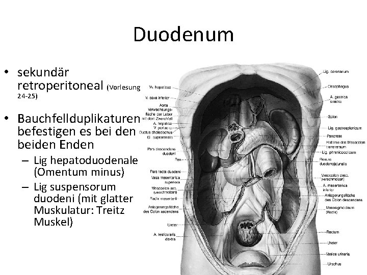 Duodenum • sekundär retroperitoneal (Vorlesung 24 -25) • Bauchfellduplikaturen befestigen es bei den beiden