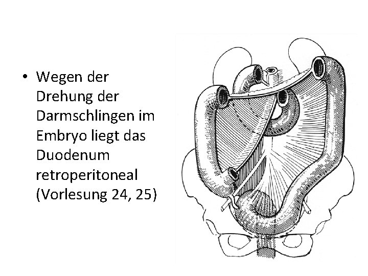  • Wegen der Drehung der Darmschlingen im Embryo liegt das Duodenum retroperitoneal (Vorlesung