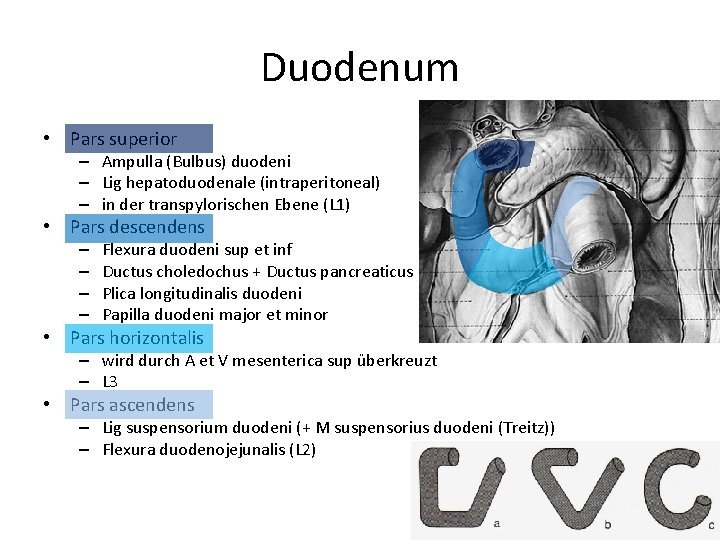 Duodenum • Pars superior – Ampulla (Bulbus) duodeni – Lig hepatoduodenale (intraperitoneal) – in