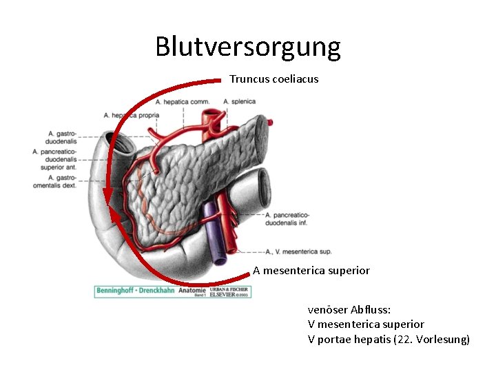 Blutversorgung Truncus coeliacus A mesenterica superior venöser Abfluss: V mesenterica superior V portae hepatis