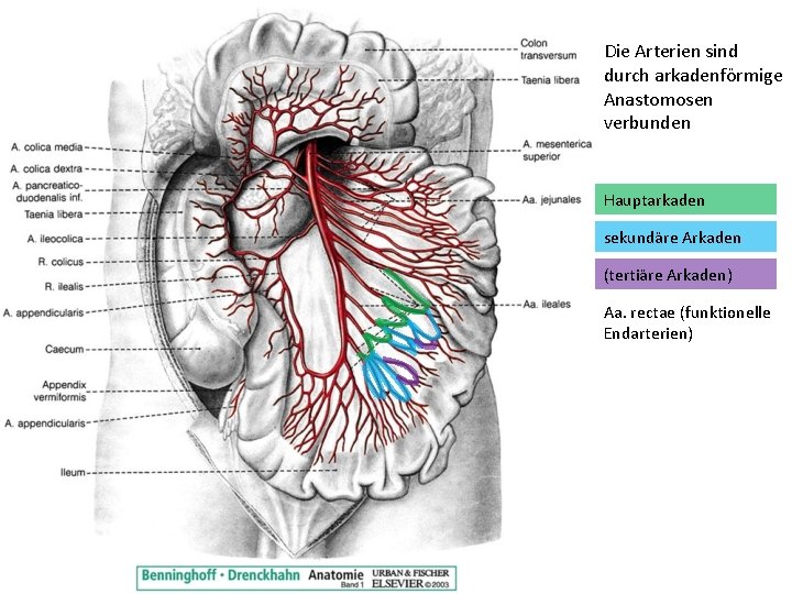 Die Arterien sind durch arkadenförmige Anastomosen verbunden Hauptarkaden sekundäre Arkaden (tertiäre Arkaden) Aa. rectae