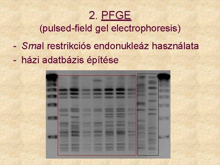 2. PFGE (pulsed-field gel electrophoresis) - Sma. I restrikciós endonukleáz használata - házi adatbázis