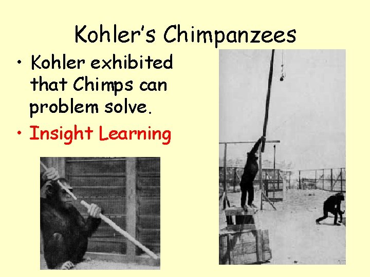 Kohler’s Chimpanzees • Kohler exhibited that Chimps can problem solve. • Insight Learning 