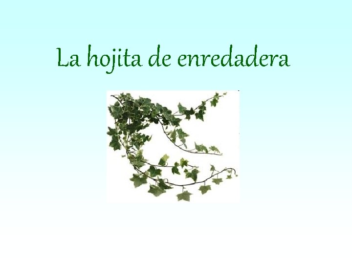 La hojita de enredadera 