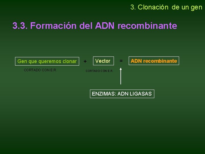 3. Clonación de un gen 3. 3. Formación del ADN recombinante Gen queremos 3. Clonación de un gen 3. 3. Formación del ADN recombinante Gen queremos