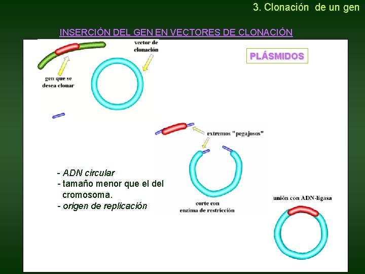 3. Clonación de un gen INSERCIÓN DEL GEN EN VECTORES DE CLONACIÓN PLÁSMIDOS 3. Clonación de un gen INSERCIÓN DEL GEN EN VECTORES DE CLONACIÓN PLÁSMIDOS