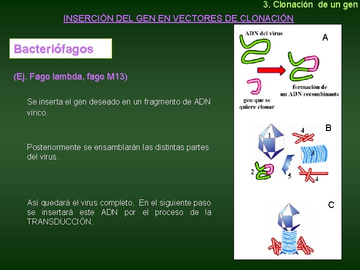 3. Clonación de un gen INSERCIÓN DEL GEN EN VECTORES DE CLONACIÓN Bacteriófagos 3. Clonación de un gen INSERCIÓN DEL GEN EN VECTORES DE CLONACIÓN Bacteriófagos