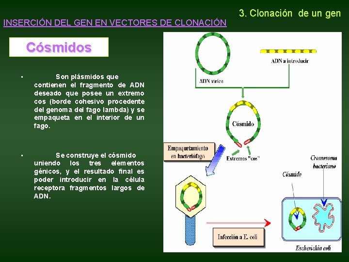 INSERCIÓN DEL GEN EN VECTORES DE CLONACIÓN Cósmidos • Son plásmidos que contienen el INSERCIÓN DEL GEN EN VECTORES DE CLONACIÓN Cósmidos • Son plásmidos que contienen el