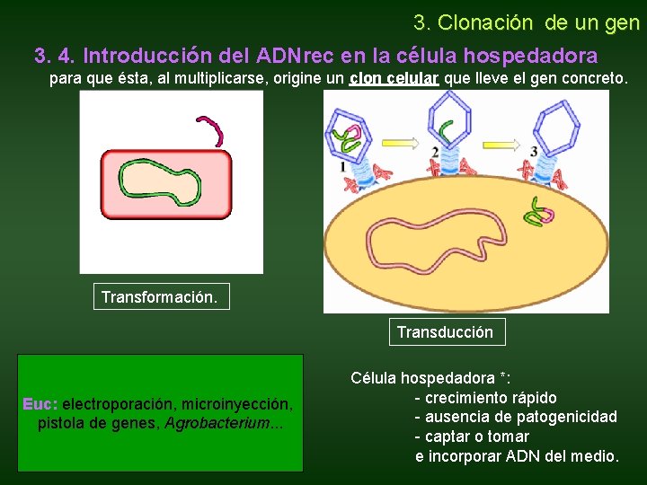 3. Clonación de un gen 3. 4. Introducción del ADNrec en la célula 3. Clonación de un gen 3. 4. Introducción del ADNrec en la célula