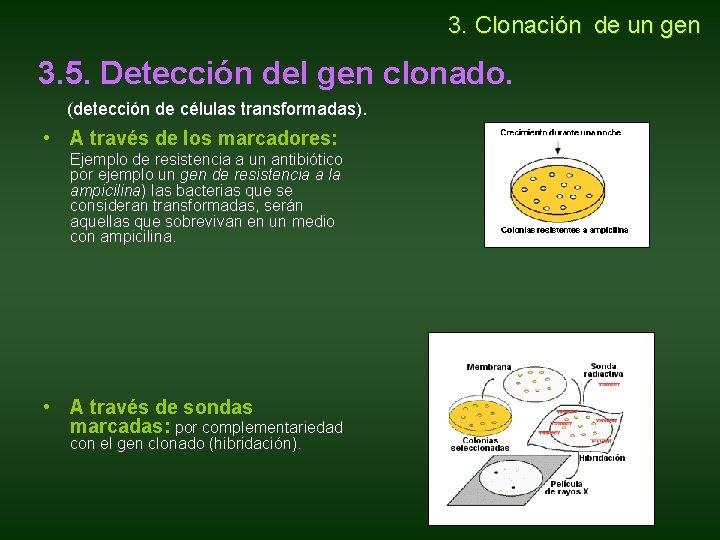 3. Clonación de un gen 3. 5. Detección del gen clonado. (detección de 3. Clonación de un gen 3. 5. Detección del gen clonado. (detección de