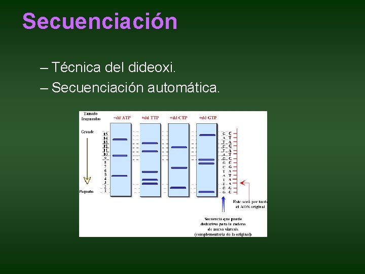 Secuenciación – Técnica del dideoxi. – Secuenciación automática. Secuenciación – Técnica del dideoxi. – Secuenciación automática.