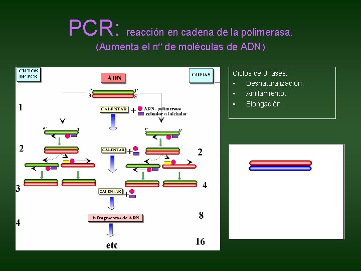 PCR: reacción en cadena de la polimerasa. (Aumenta el nº de moléculas de ADN) PCR: reacción en cadena de la polimerasa. (Aumenta el nº de moléculas de ADN)