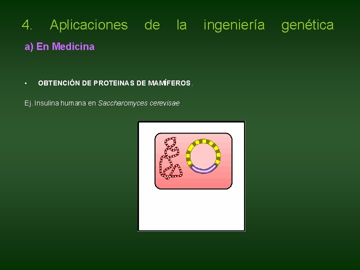 4. Aplicaciones de la ingeniería genética a) En Medicina • OBTENCIÓN DE PROTEINAS DE 4. Aplicaciones de la ingeniería genética a) En Medicina • OBTENCIÓN DE PROTEINAS DE