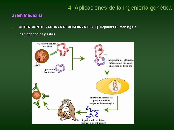 4. Aplicaciones de la ingeniería genética a) En Medicina • OBTENCIÓN DE VACUNAS RECOMBINANTES. 4. Aplicaciones de la ingeniería genética a) En Medicina • OBTENCIÓN DE VACUNAS RECOMBINANTES.