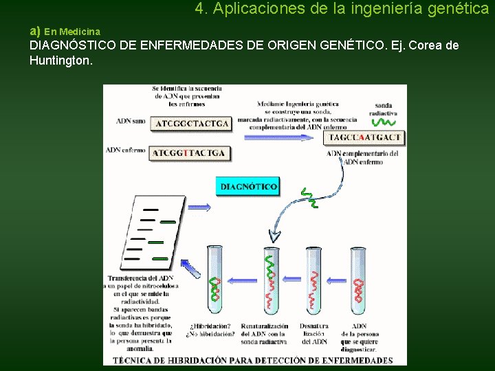 4. Aplicaciones de la ingeniería genética a) En Medicina DIAGNÓSTICO DE ENFERMEDADES DE ORIGEN 4. Aplicaciones de la ingeniería genética a) En Medicina DIAGNÓSTICO DE ENFERMEDADES DE ORIGEN