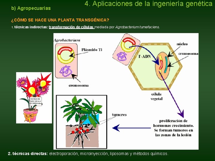 b) Agropecuarias 4. Aplicaciones de la ingeniería genética ¿CÓMO SE HACE UNA PLANTA TRANSGÉNICA? b) Agropecuarias 4. Aplicaciones de la ingeniería genética ¿CÓMO SE HACE UNA PLANTA TRANSGÉNICA?