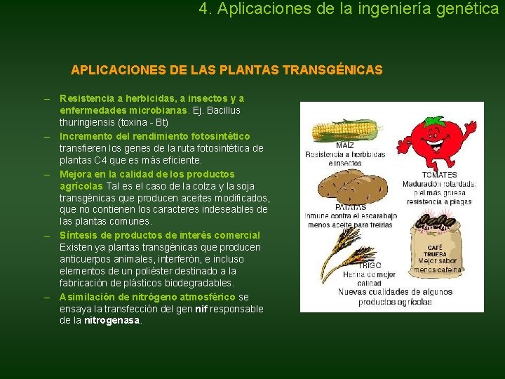 4. Aplicaciones de la ingeniería genética APLICACIONES DE LAS PLANTAS TRANSGÉNICAS – Resistencia a 4. Aplicaciones de la ingeniería genética APLICACIONES DE LAS PLANTAS TRANSGÉNICAS – Resistencia a