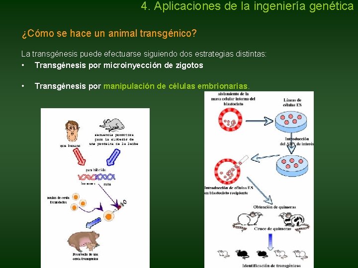 4. Aplicaciones de la ingeniería genética ¿Cómo se hace un animal transgénico? La transgénesis 4. Aplicaciones de la ingeniería genética ¿Cómo se hace un animal transgénico? La transgénesis
