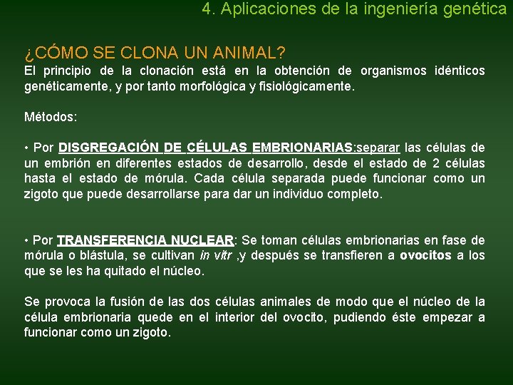 4. Aplicaciones de la ingeniería genética ¿CÓMO SE CLONA UN ANIMAL? El principio de 4. Aplicaciones de la ingeniería genética ¿CÓMO SE CLONA UN ANIMAL? El principio de
