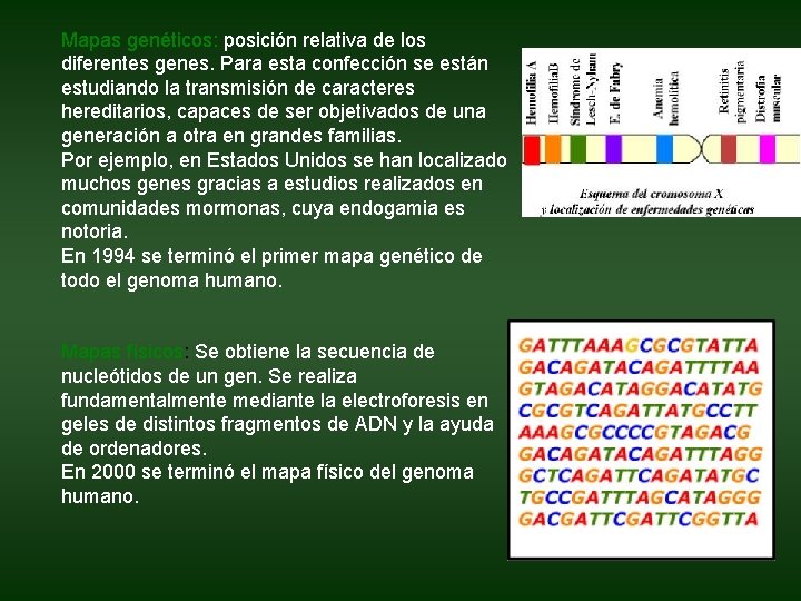 Mapas genéticos: posición relativa de los diferentes genes. Para esta confección se están estudiando Mapas genéticos: posición relativa de los diferentes genes. Para esta confección se están estudiando