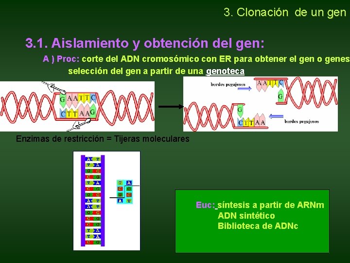 3. Clonación de un gen 3. 1. Aislamiento y obtención del gen: A 3. Clonación de un gen 3. 1. Aislamiento y obtención del gen: A