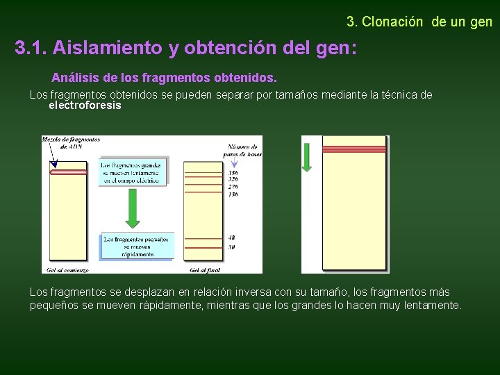 3. Clonación de un gen 3. 1. Aislamiento y obtención del gen: Análisis 3. Clonación de un gen 3. 1. Aislamiento y obtención del gen: Análisis