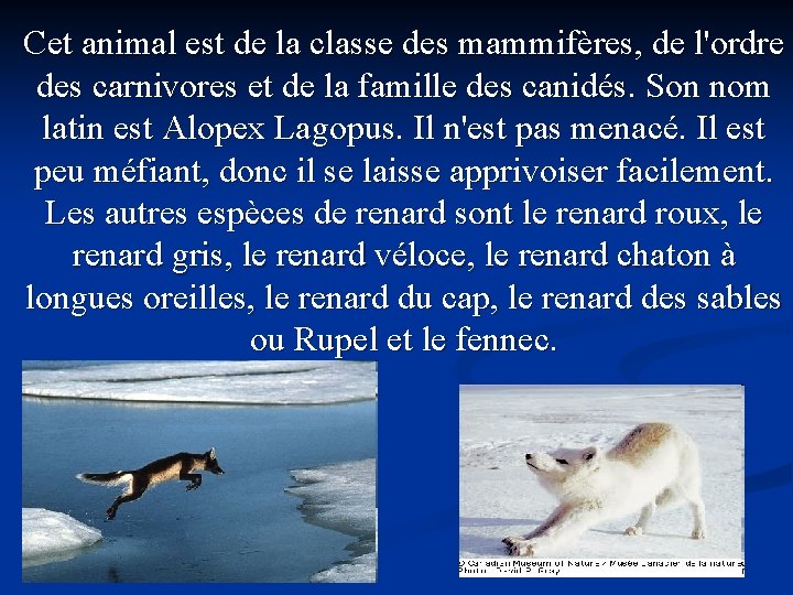 Cet animal est de la classe des mammifères, de l'ordre des carnivores et de