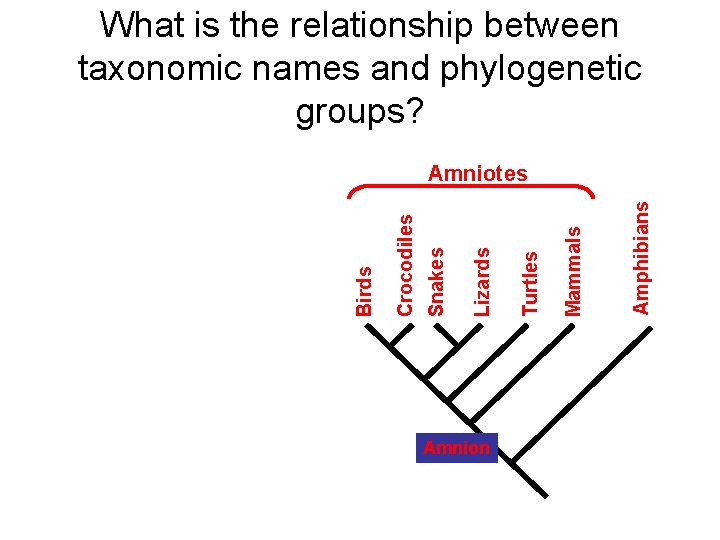 What is the relationship between taxonomic names and phylogenetic groups? Amnion Amphibians Mammals Turtles