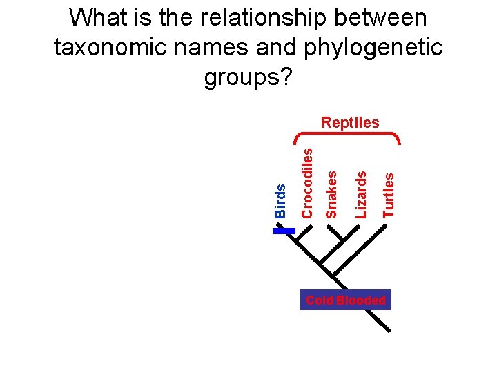 What is the relationship between taxonomic names and phylogenetic groups? Turtles Lizards Snakes Crocodiles