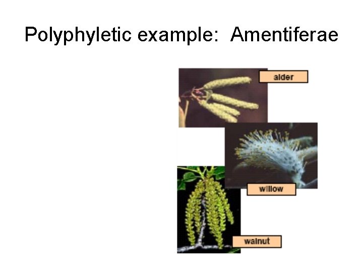 Polyphyletic example: Amentiferae 