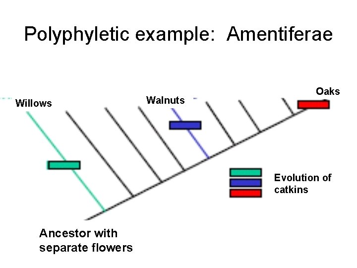 Polyphyletic example: Amentiferae Willows Walnuts Oaks Evolution of catkins Ancestor with separate flowers 