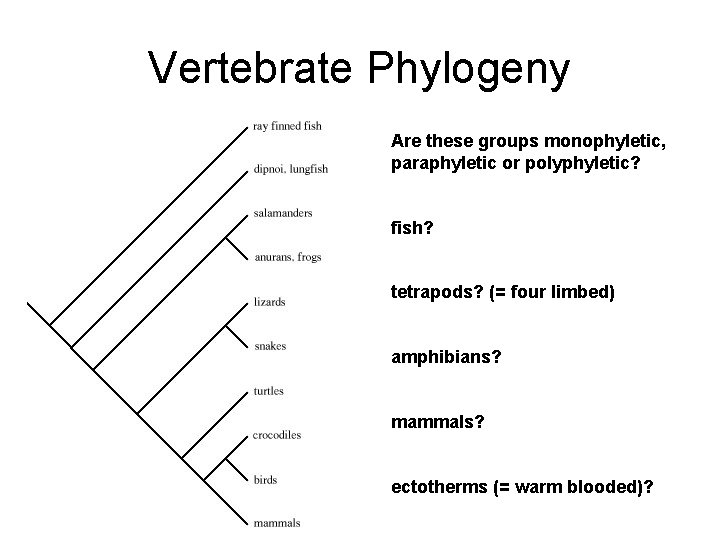 Vertebrate Phylogeny Are these groups monophyletic, paraphyletic or polyphyletic? fish? tetrapods? (= four limbed)