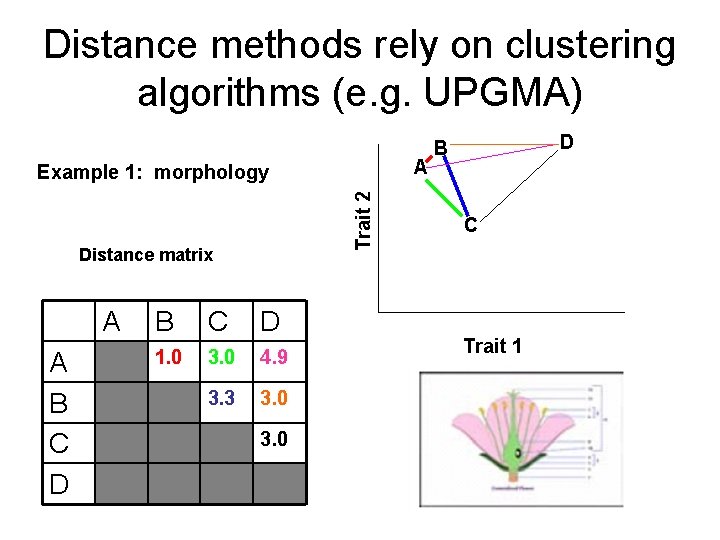 Distance methods rely on clustering algorithms (e. g. UPGMA) A Trait 2 Example 1: