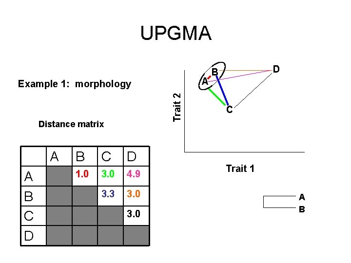 UPGMA A Trait 2 Example 1: morphology Distance matrix A A B C D