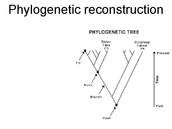 Phylogenetic reconstruction 