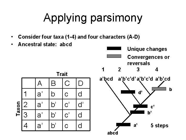 Applying parsimony • Consider four taxa (1 -4) and four characters (A-D) • Ancestral