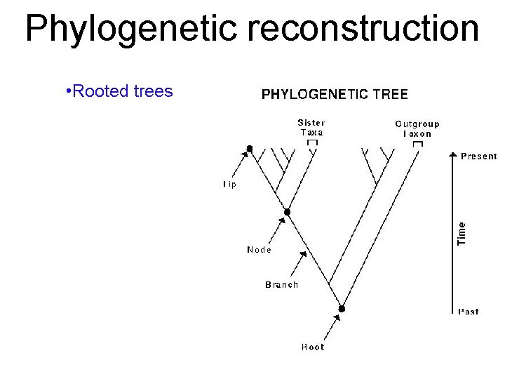 Phylogenetic reconstruction • Rooted trees 